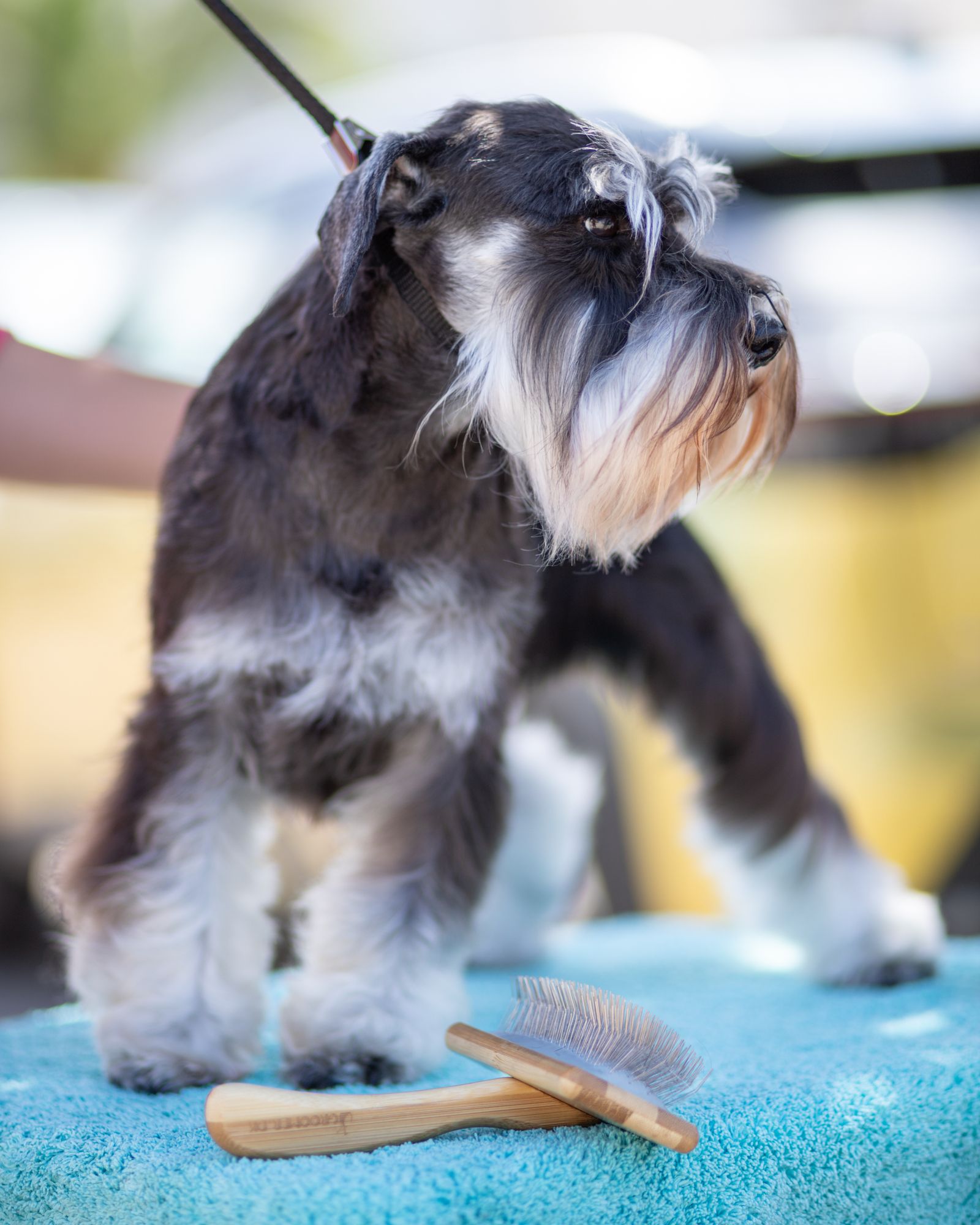 A miniature schnauzer with a tidy beard and eyebrows, standing on a table.