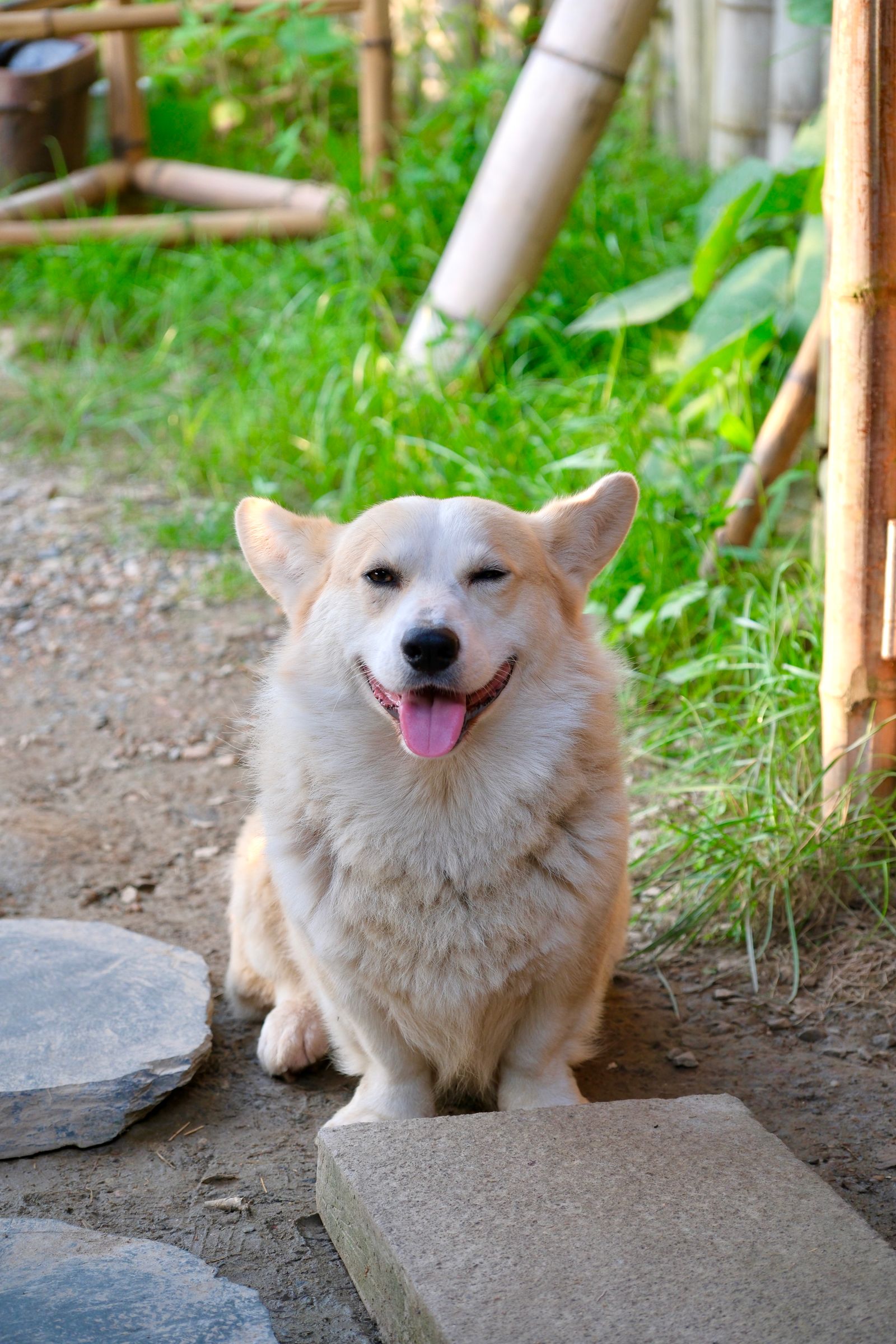A corgi outdoors, tongue out, grinning in the sun.