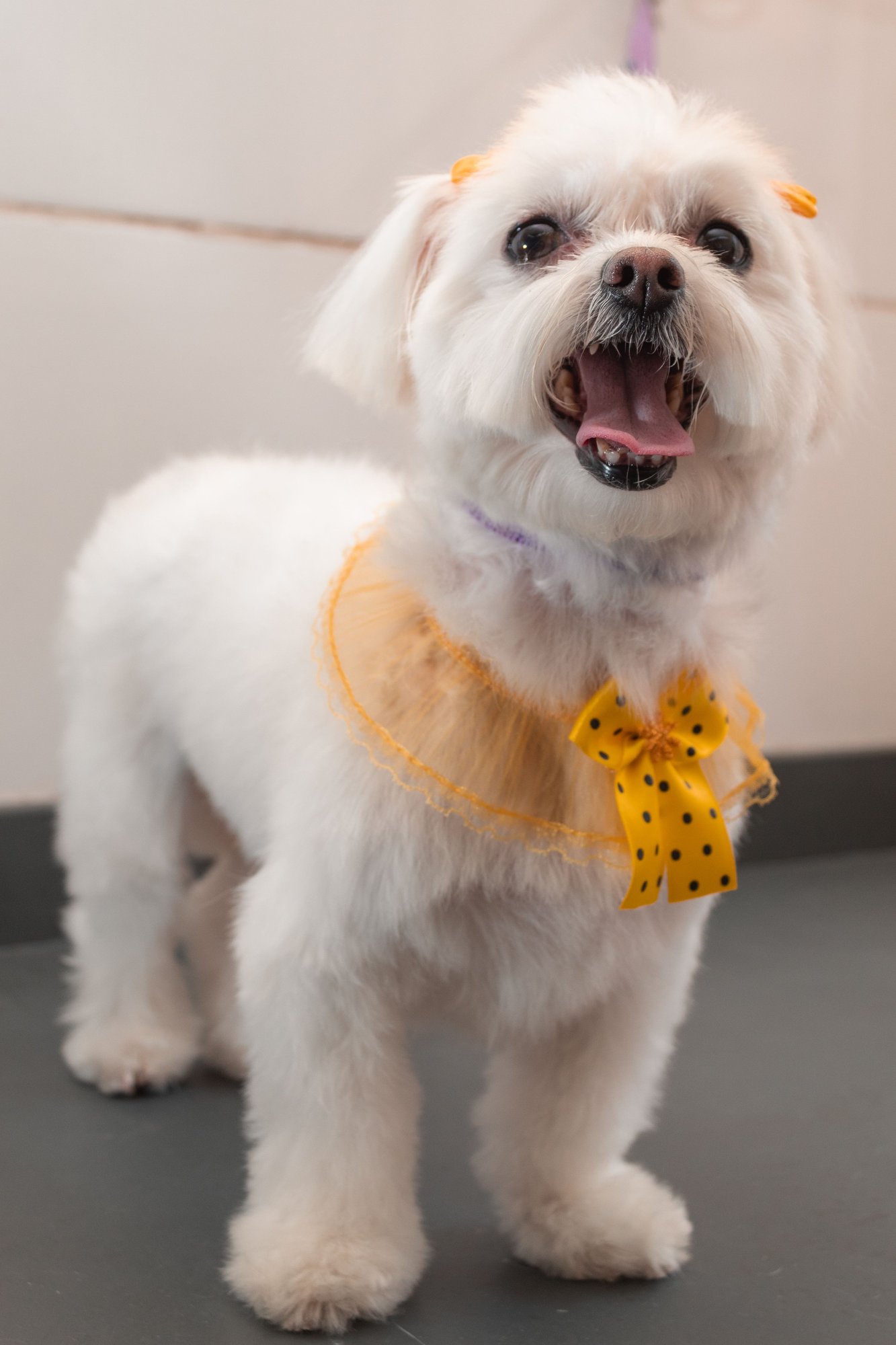 A freshly groomed white poodle with a yellow polka-dot bow, looking up.