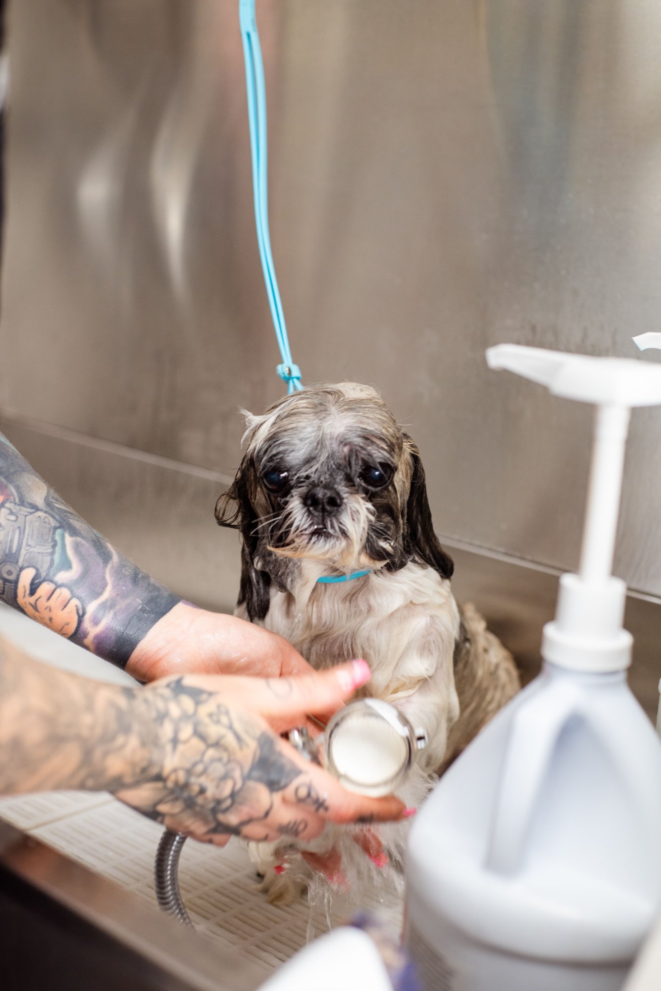 A wet shih tzu standing in a steel tub, a groomer’s hands steadying it, shampoo bottles behind.