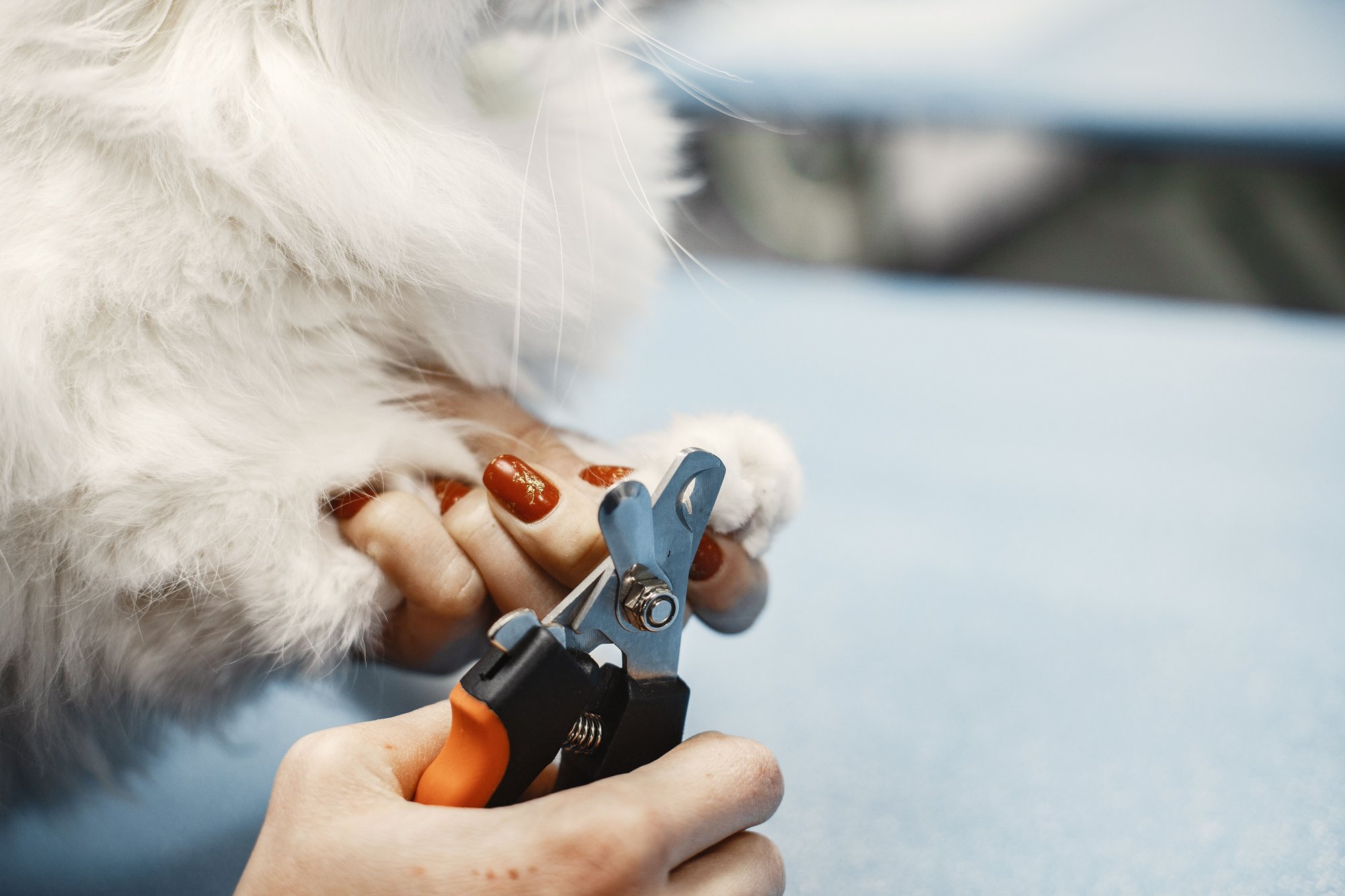 Clippers on the nail of a white dog’s paw, held gently in a groomer’s hand.