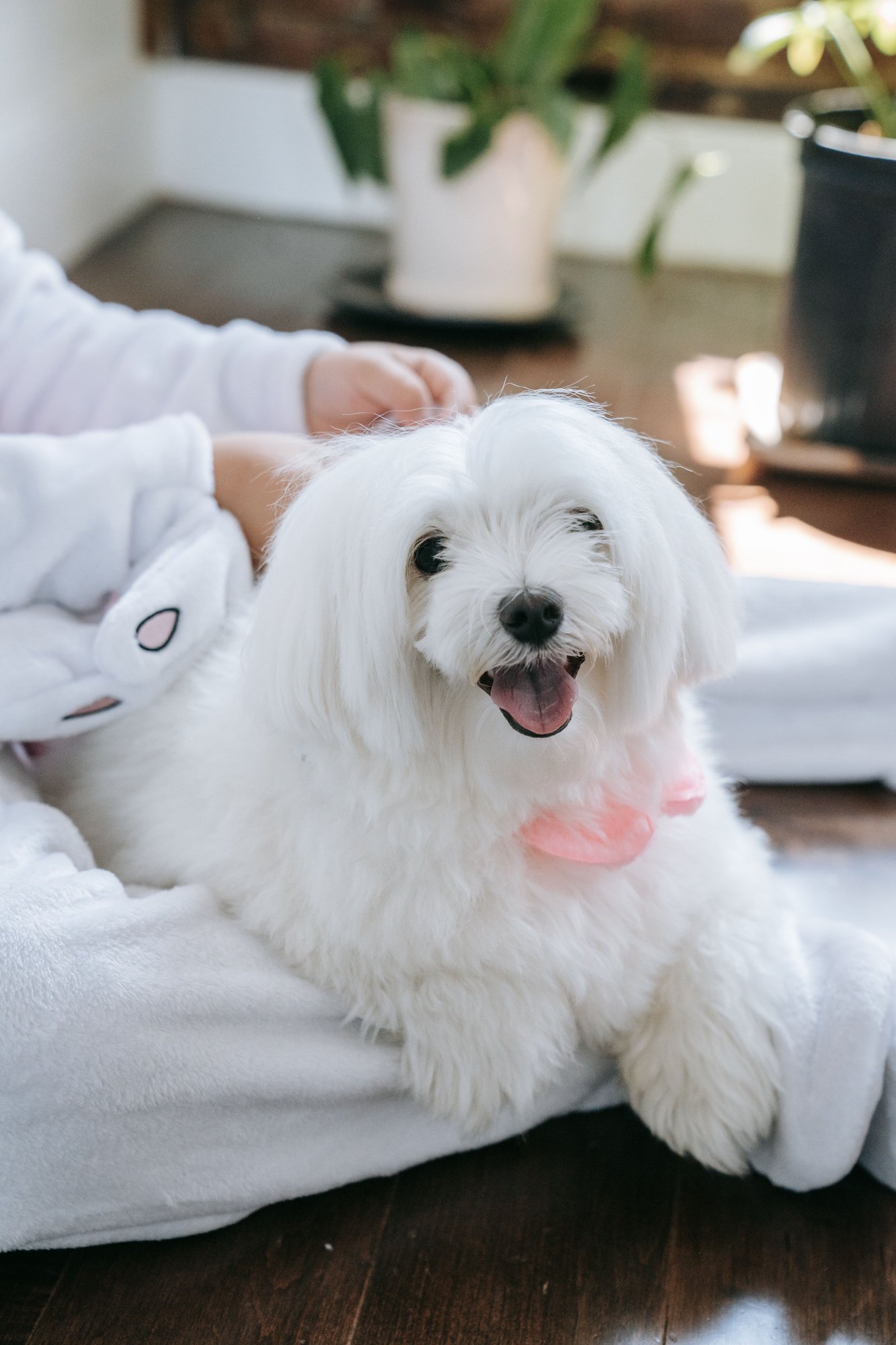 A small white dog wrapped in a white towel after a bath, looking up.