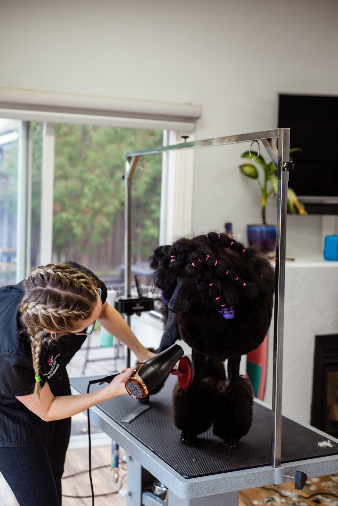 A groomer with braided hair blow-drying a black poodle on the table.