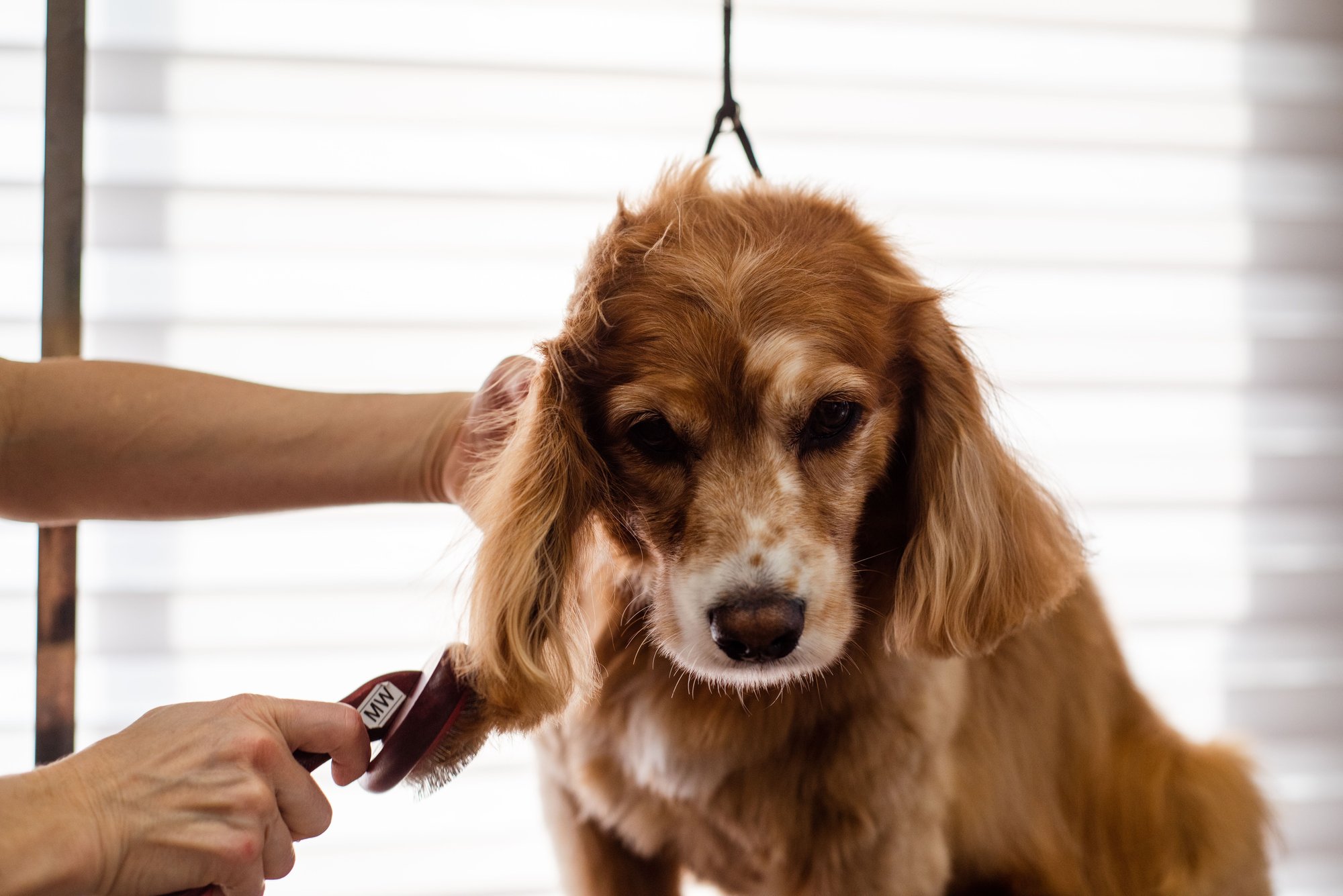 A cocker spaniel standing calmly on the table while a groomer brushes its ear.