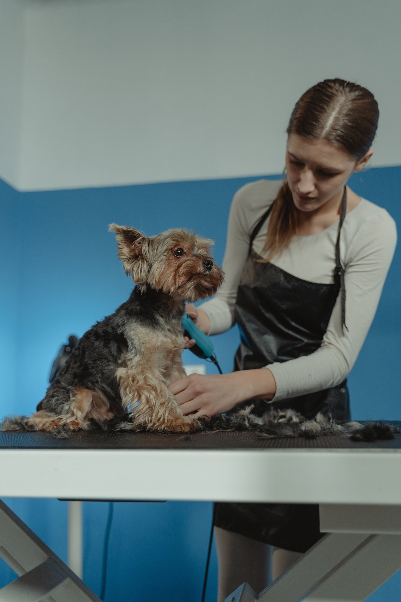 A Yorkshire terrier standing on a grooming table beside a groomer in a black apron.