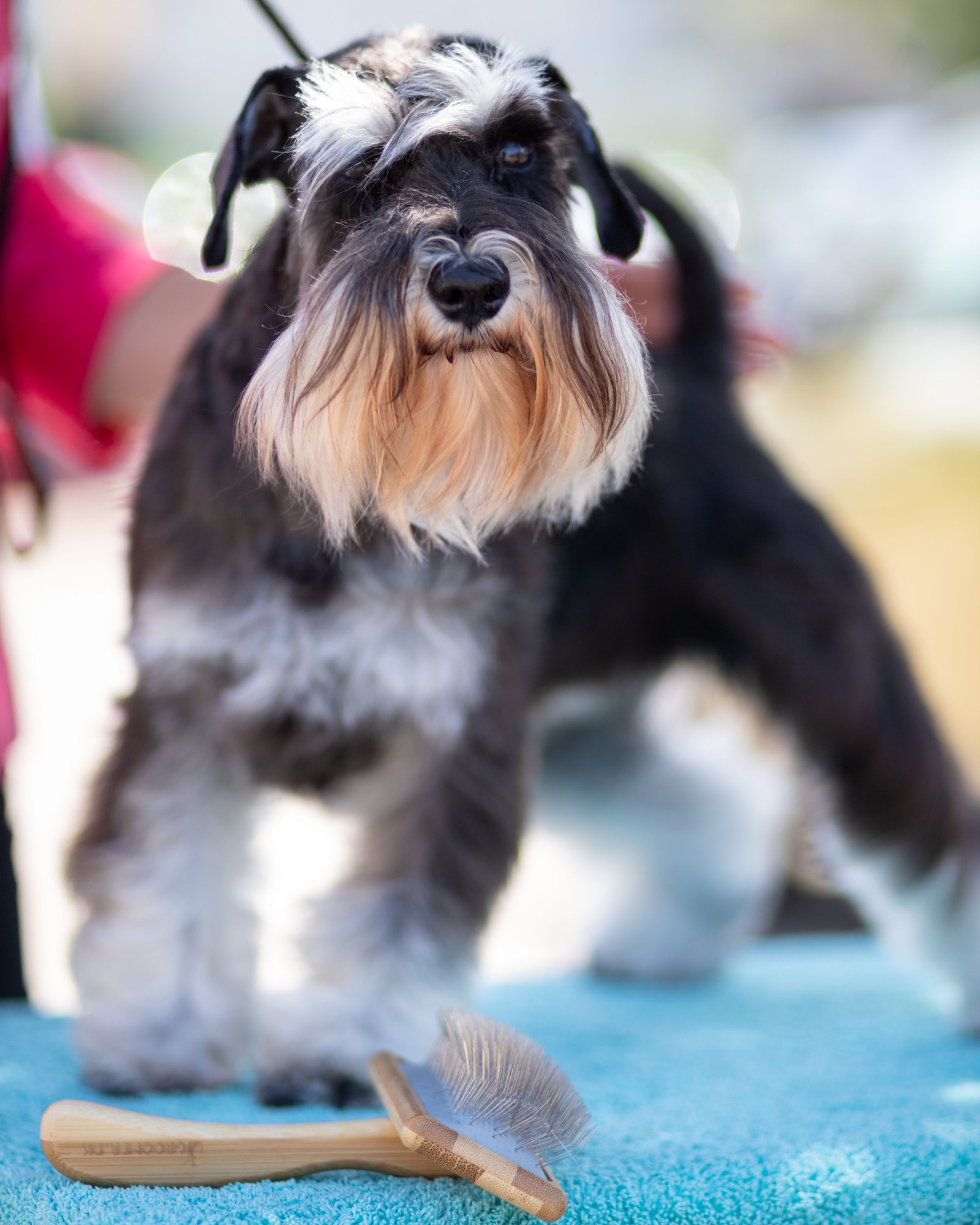 A groomer&rsquo;s hands shaping the beard of a salt-and-pepper schnauzer.